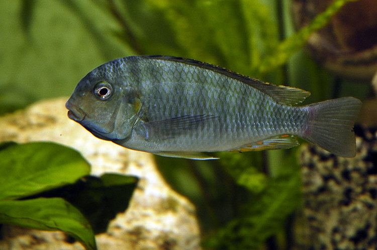 Pseudosimochromis curvifrons Pseudosimochromis curvifrons Archive HoustonFishBox