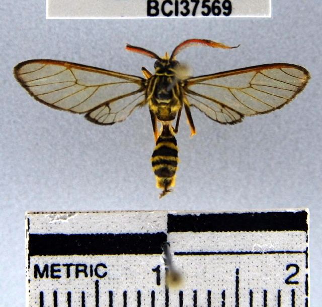 Pseudosphex laticincta