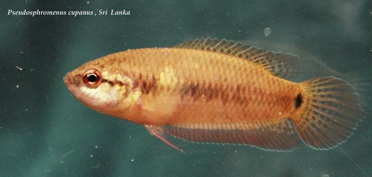 Pseudosphromenus cupanus Pseudosphromenus cupanus Spiketail Paradisefish Polyacanthus