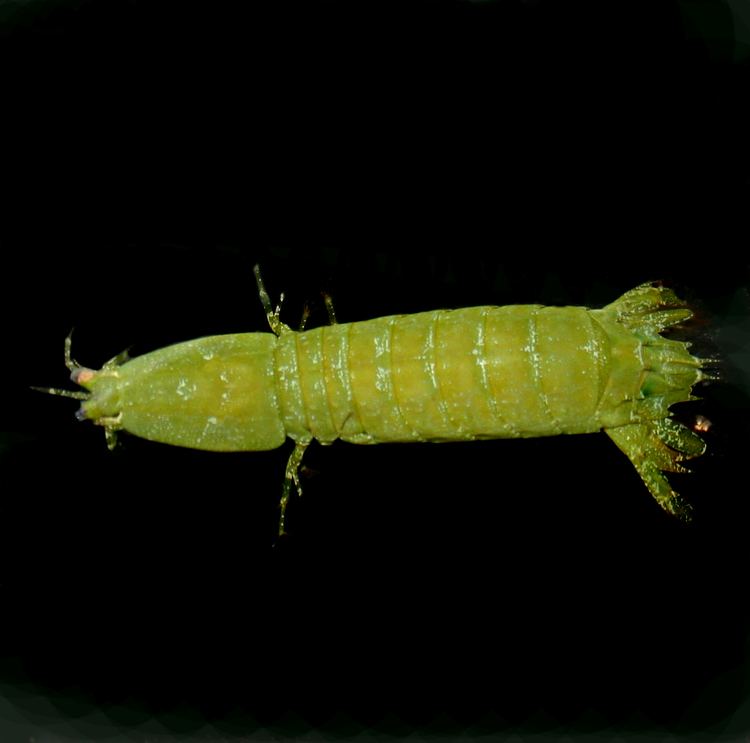 Pseudosquilla ciliata Mantis Shrimp Pseudosquilla ciliata KP Aquatics