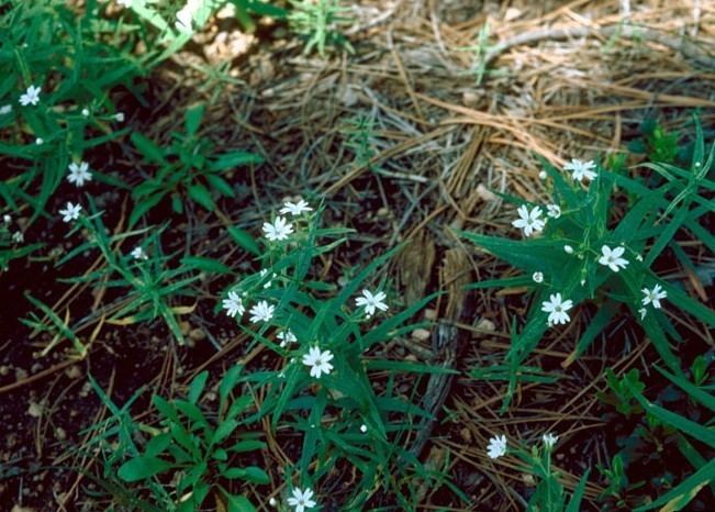 Pseudostellaria httpsuploadwikimediaorgwikipediacommonsbb