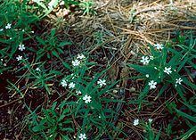 Pseudostellaria jamesiana httpsuploadwikimediaorgwikipediacommonsthu