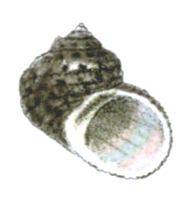 Pseudostomatella clathratula