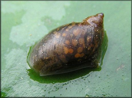 Pseudosuccinea columella columella Say 1817 Mimic Lymnaea