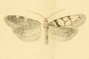 Pseudotelphusa istrella