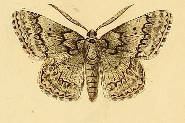 Pseudoterpna corsicaria