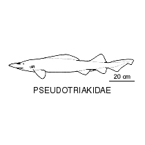 Pseudotriakidae fishesofaustralianetauimagesfamilypseudotriak