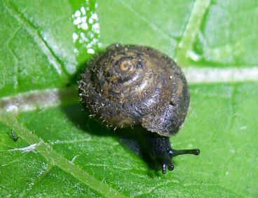 Pseudotrichia (gastropod)