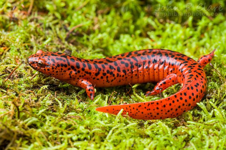 Pseudotriton Northern Red Salamander Pseudotriton ruber ruber Flickr