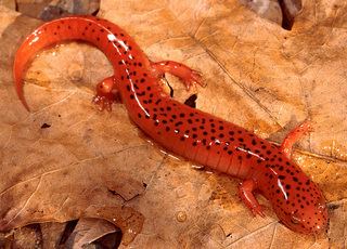 Pseudotriton Pseudotriton ruber Red Salamander Discover Life