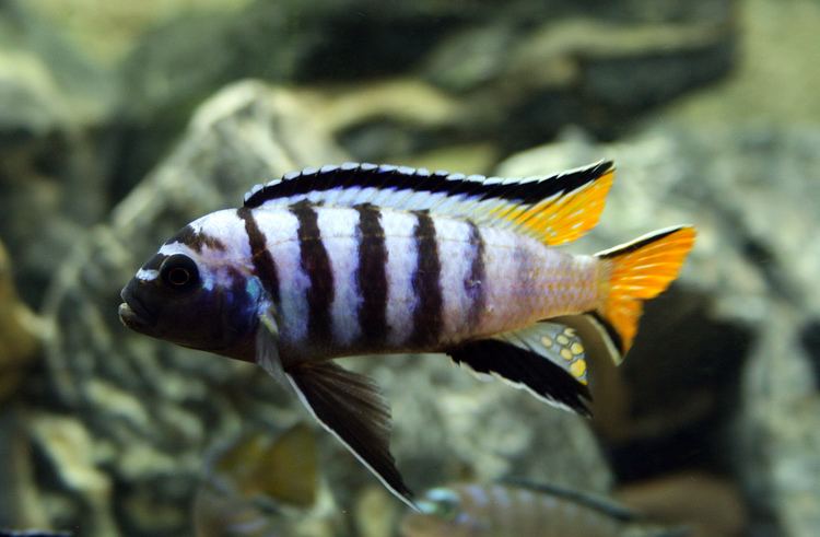 Pseudotropheus Pseudotropheus Sp Elongatus Mpanga cichlid fish Pinterest Search