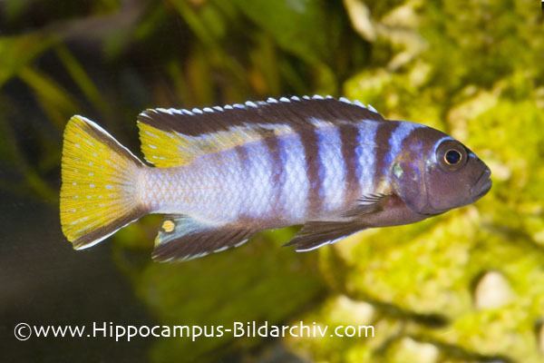 Pseudotropheus Pseudotropheus elongatus Elongate Mbuna Seriously Fish