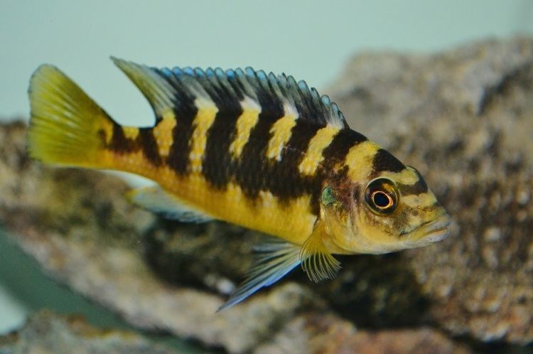 Pseudotropheus crabro 1000 images about African cichlids on Pinterest Peacocks Lakes