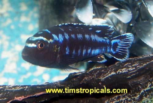 Pseudotropheus johannii Pseudotropheus Johanni mbuna Electric Blue Melanochromis Tim39s