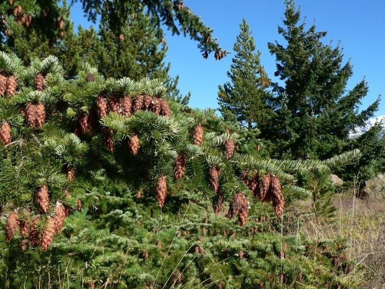 Pseudotsuga japonica Pseudotsuga japonica Conifer Record