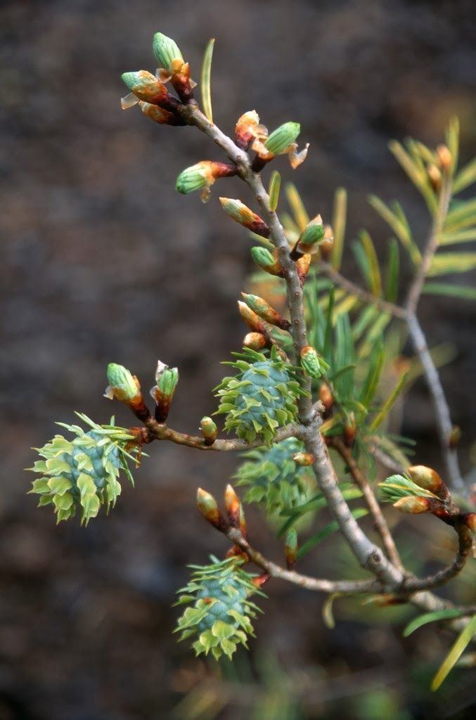 Pseudotsuga japonica Pseudotsuga japonica zPinaceae Pseudotsuga Douglas Fir Pinterest