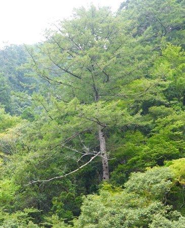 Pseudotsuga japonica Pseudotsuga japonica Threatened Conifers of the World