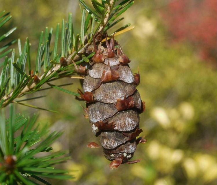 Pseudotsuga japonica - Alchetron, The Free Social Encyclopedia