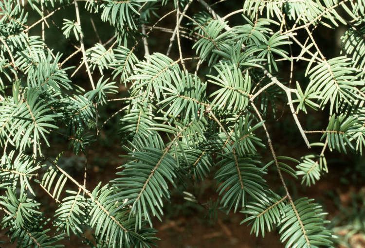 Pseudotsuga sinensis Pseudotsuga sinensis Plant Research Institute Kunming City of