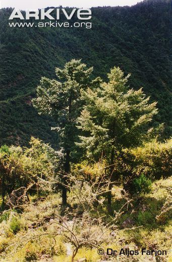 Pseudotsuga sinensis Chinese douglasfir photo Pseudotsuga sinensis G90209 ARKive