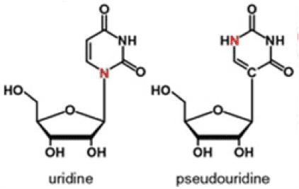 Pseudouridine Profiling Pseudouridine Zone in With ZonZone in With Zon