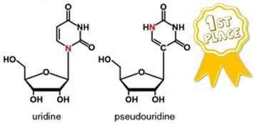 Pseudouridine Pseudouridine 2014 Modified Nucleobase of the Year Zone in With