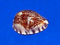 Pseudozonaria arabicula httpsuploadwikimediaorgwikipediacommonsthu