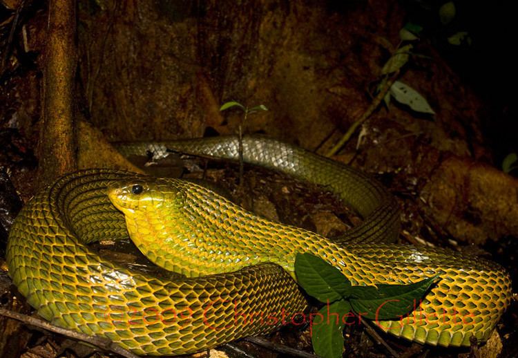 Pseustes sulphureus Peruvian Amazon 2009 CrocodileChris