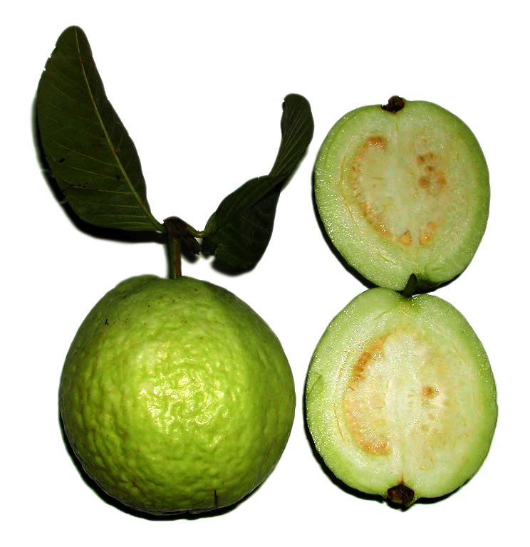 Psidium guajava Psidium guajava Wikipedia