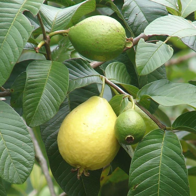 Psidium guajava BEAUMONT PINK GUAVA Psidium guajava Pink fleshed FRUIT TREE LIVE