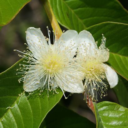 Psidium guajava Psidium guajava Guava Kuawa Hawaiian Plants and Tropical Flowers