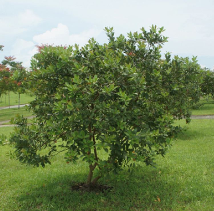 Psidium guajava Plants amp Flowers Psidium guajava