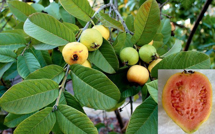 Psidium guajava Tropical Guava Psidium Guajava Seeds Fair Dinkum Seeds