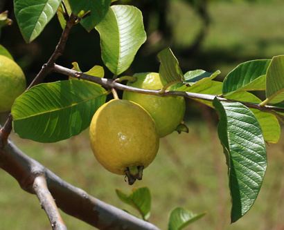 Psidium guajava wildlifeofhawaiicomimagesflowersPsidiumguajav