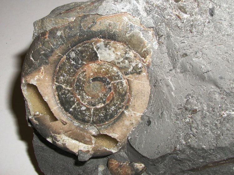 Psiloceras Fossils of Northern Ireland Psiloceras simpsoni