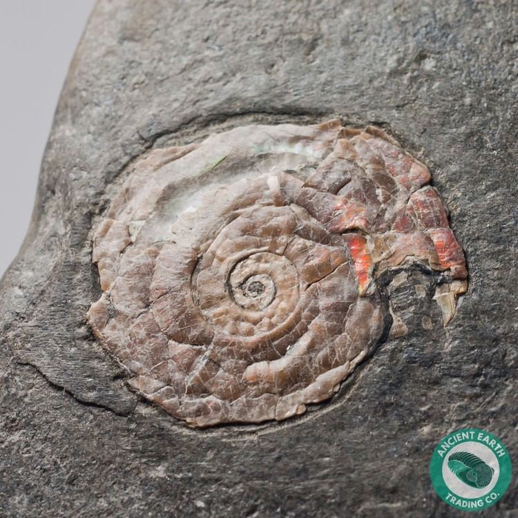 Psiloceras 102 in Bright Psiloceras Ammonite England