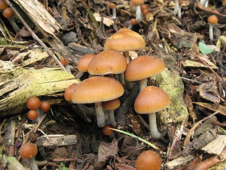 Psilocybe allenii filesshroomeryorgfiles124208518919261094jpg