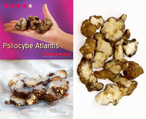 Psilocybe atlantis Psilocybe Atlantis Trufflemagic Fresh Truffles amp Grow Kits