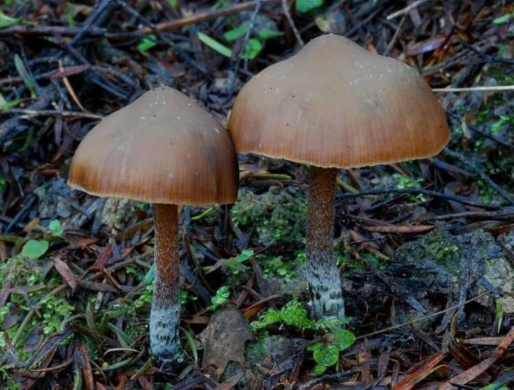 Psilocybe aucklandii mushroomobserverorgimages96090815jpg