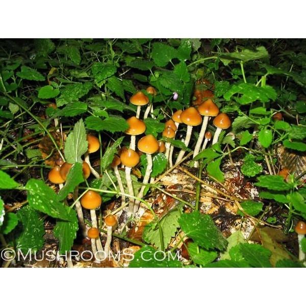Psilocybe azurescens Psilocybe Azurescens Mushrooms Spore Syringes