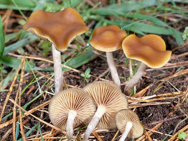 Psilocybe cyanescens California Fungi Psilocybe cyanescens