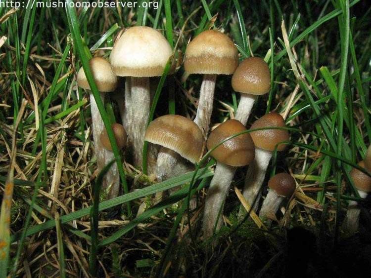 Psilocybe cyanofibrillosa Psilocybe cyanofibrillosa SPECIES AND STRAINS OF ENTEOGENIC