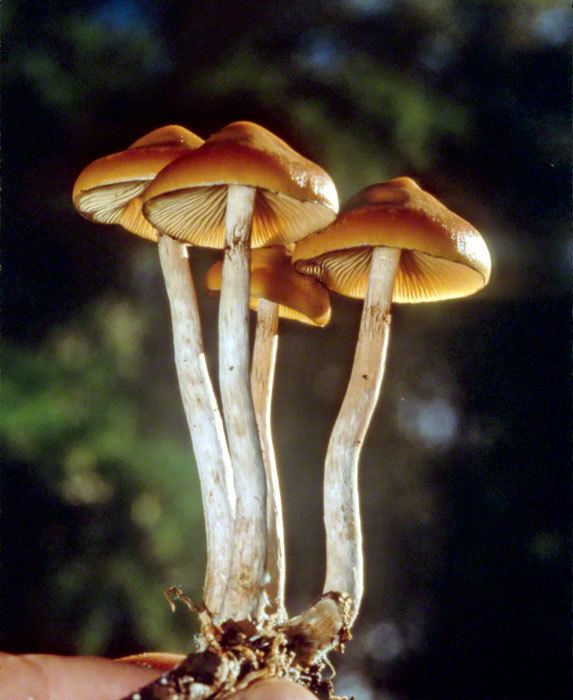 Psilocybe Psilocybe Mushrooms Fungicom