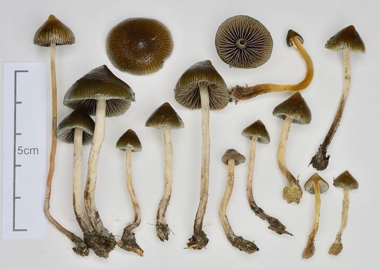 Psilocybe makarorae An Iconography of the New Zealand Psychoactive Fungi in the Genus
