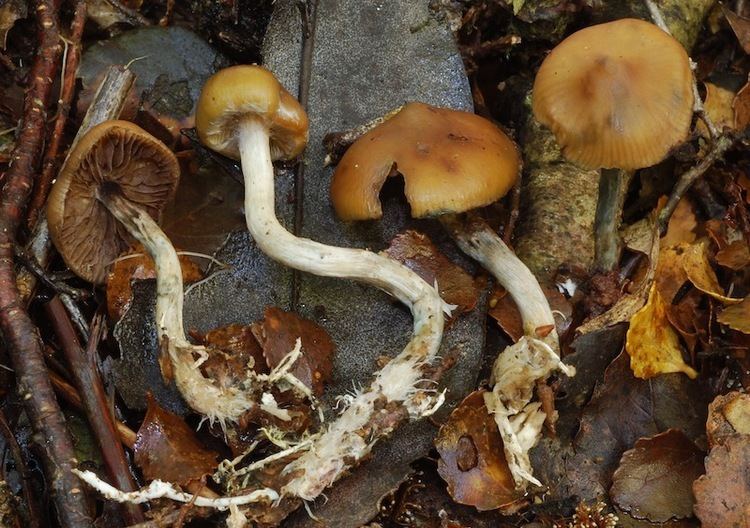 Psilocybe makarorae Psilocybe makarorae Mushroom Hunting and Identification