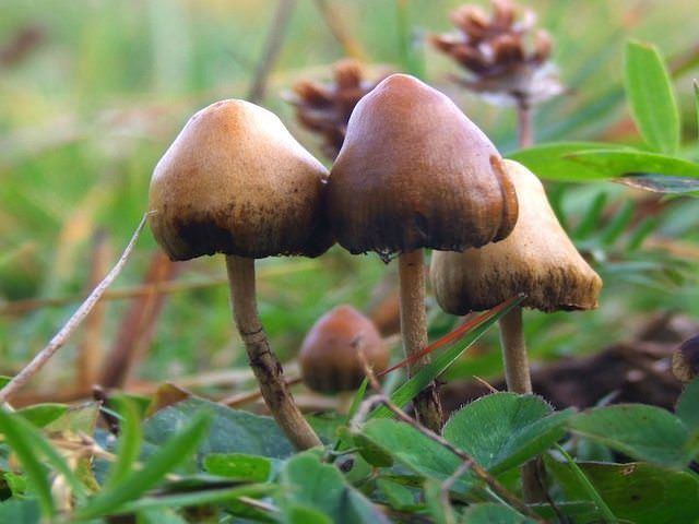 Four Psilocybe semilanceata known as the liberty cap sprouting in the middle of green leaves