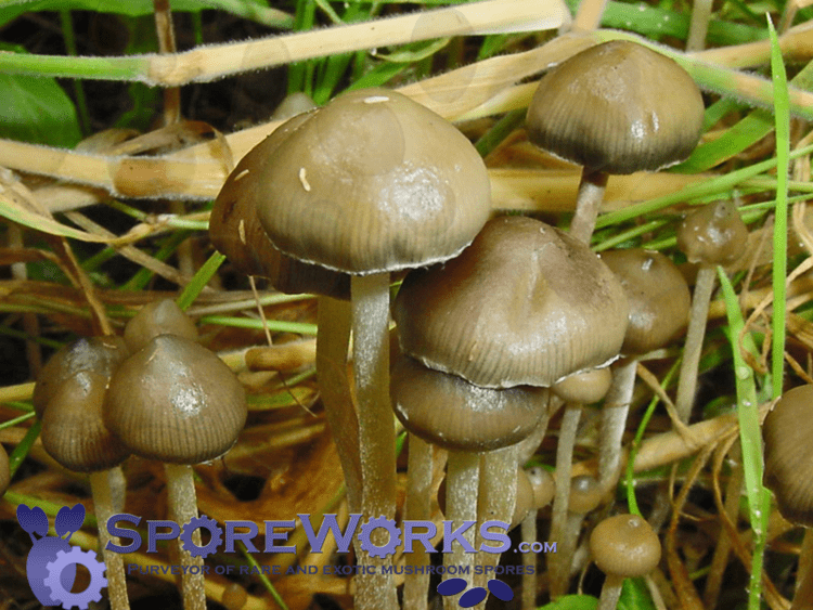 A group of Psilocybe semilanceata sprouting in dried grasses