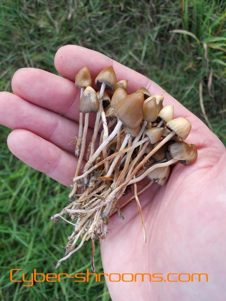 A human's hand holding a bunch of Psilocybe semilanceata