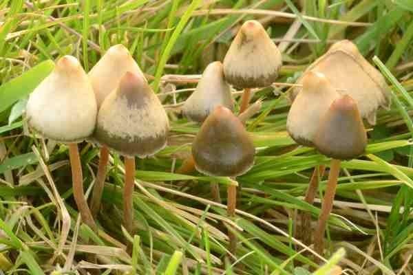 A group of Psilocybe semilanceata sprouting in the middle of green grasses
