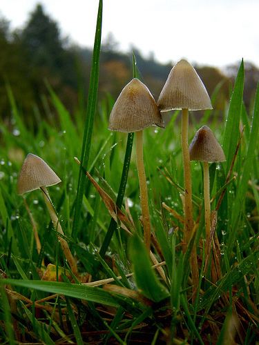 A group of four Psilocybe semilanceata known as the liberty cap sprouting in the middle of grasses